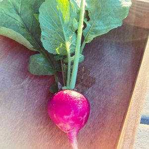 収穫,収穫が楽しみ,野菜作り,プチ家庭菜園,家庭菜園初心者の画像