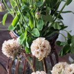 スカピオサの一覧 Greensnap グリーンスナップ