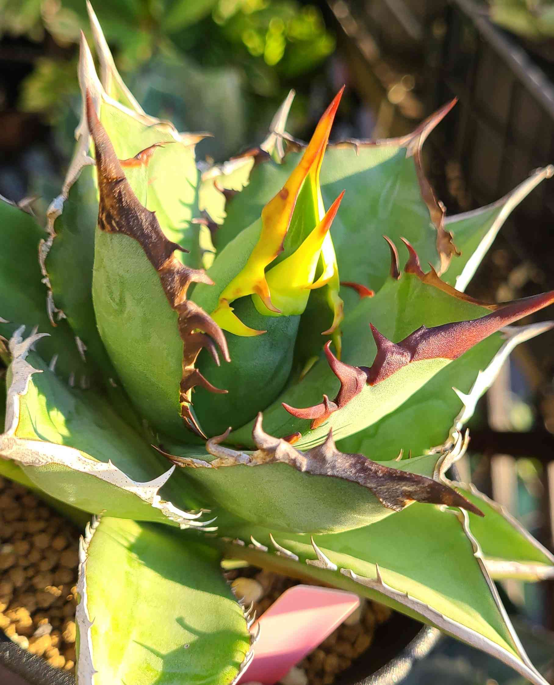 Agave titanota Black devilの一覧｜🍀GreenSnap（グリーンスナップ）