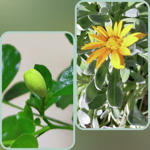 ミニ観葉,シルク ジャスミン,ダイソー観葉植物, ガザニア,バルコニー/ベランダの画像