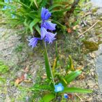 球根つりがねそうの一覧 Greensnap グリーンスナップ