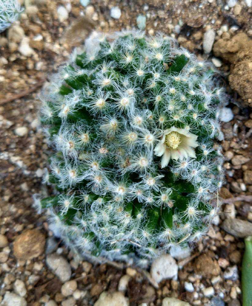 今年咲いてくれたサボテン達｜🍀GreenSnap（グリーンスナップ）