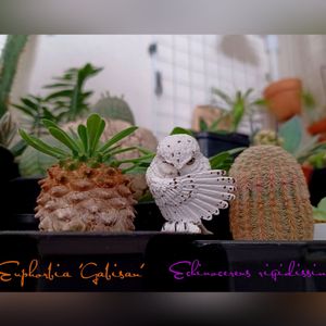 サボテン,峨眉山,紫太陽,多肉植物,ユーフォルビアの画像