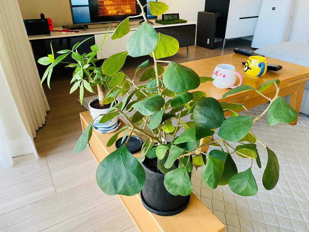 かっこいいの小判菩提樹 O Greensnap グリーンスナップ