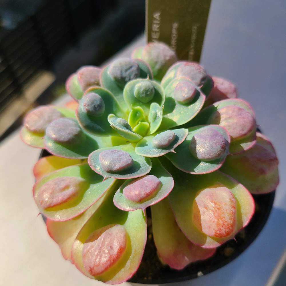 レインドロップスの成長記録‪💧‬‪💕｜🍀GreenSnap（グリーンスナップ）‬