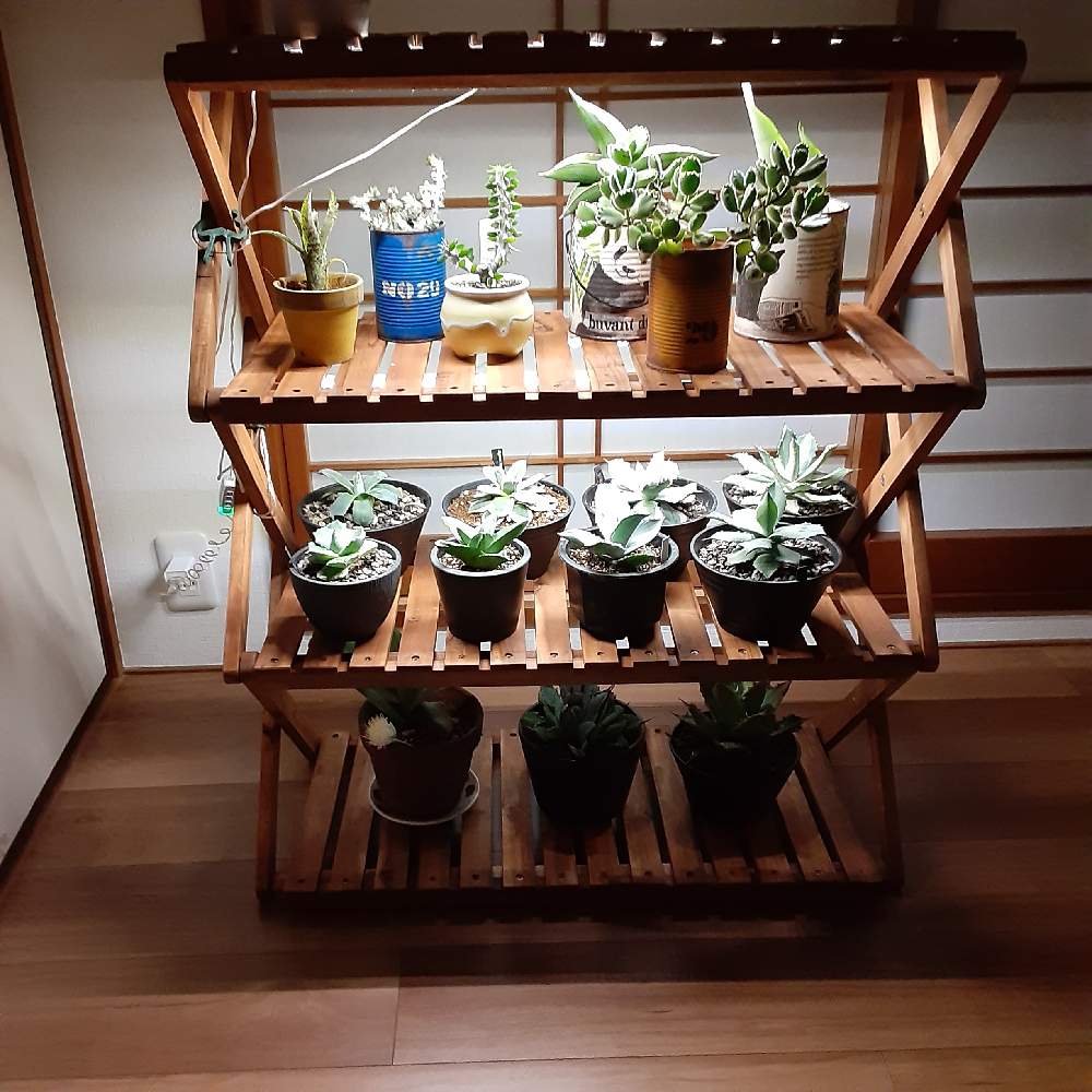 植物育成棚 ハンドメイド アガベ