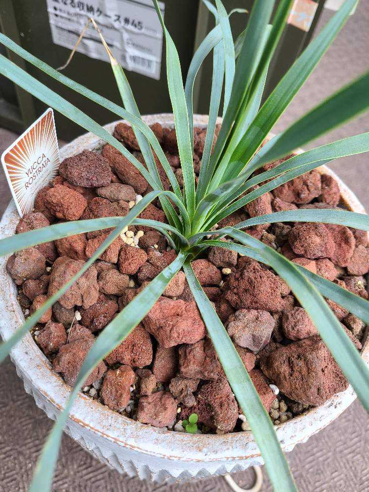 ユッカロストラータ｜🍀GreenSnap（グリーンスナップ）