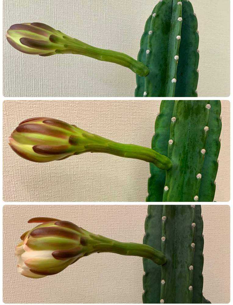 🌵柱サボテンの花🌵｜🍀GreenSnap（グリーンスナップ）