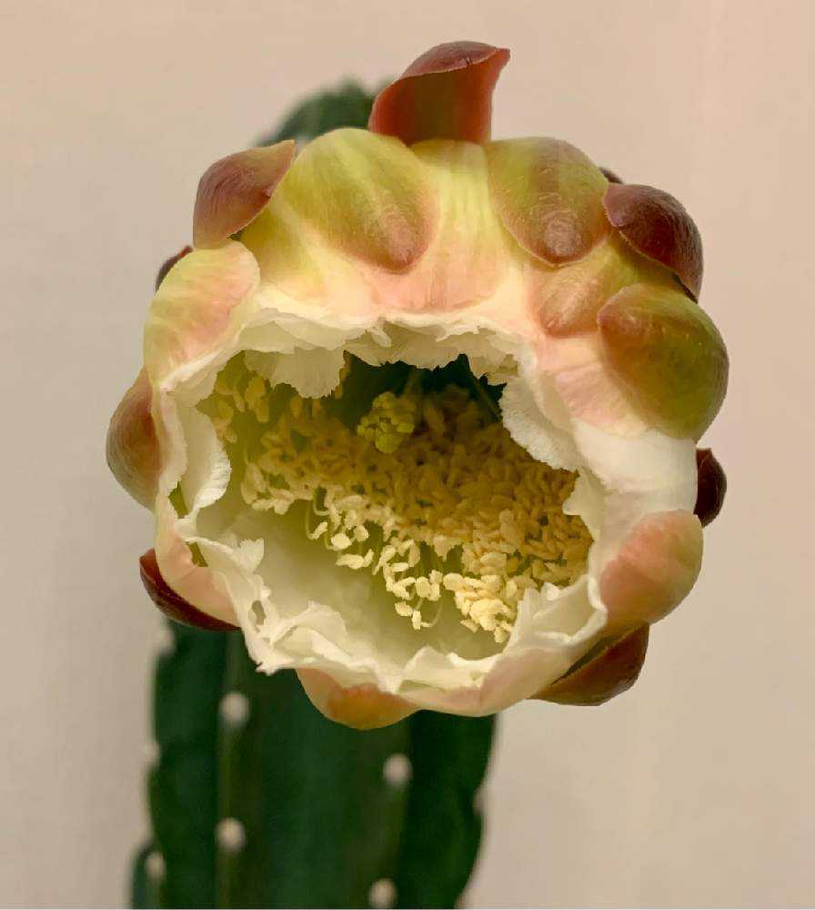🌵柱サボテンの花🌵｜🍀GreenSnap（グリーンスナップ）