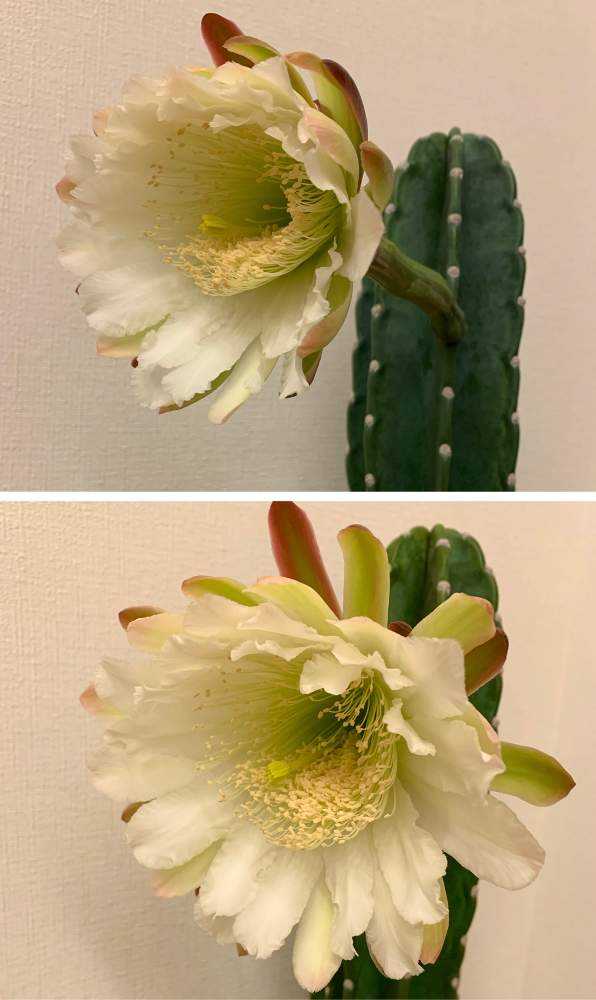 🌵柱サボテンの花🌵｜🍀GreenSnap（グリーンスナップ）