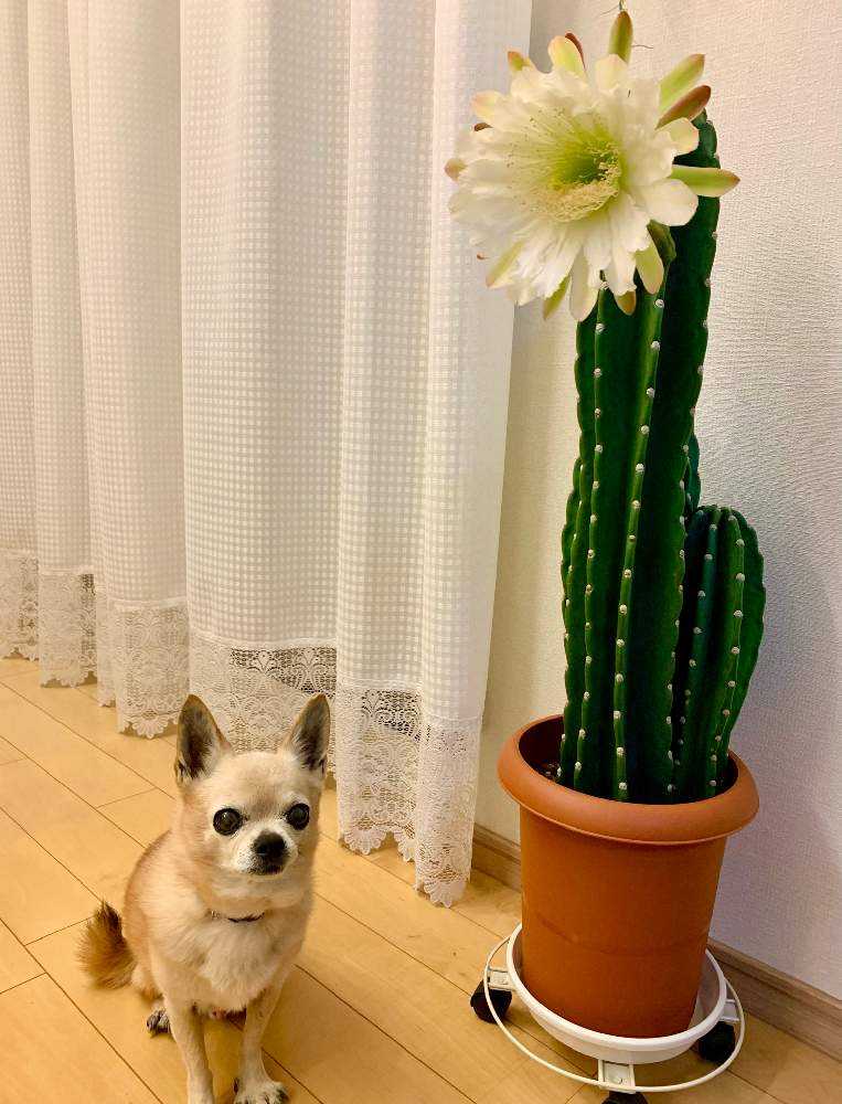 🌵柱サボテンの花🌵｜🍀GreenSnap（グリーンスナップ）