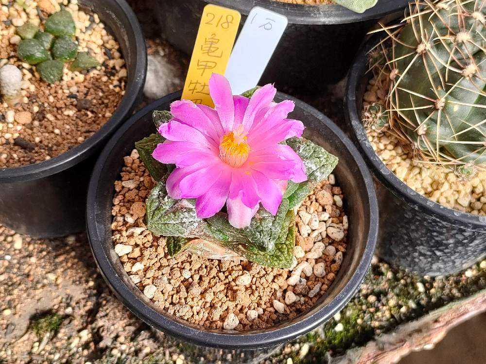 サボテン・多肉植物屋さんに行ってきました。｜🍀GreenSnap（グリーン