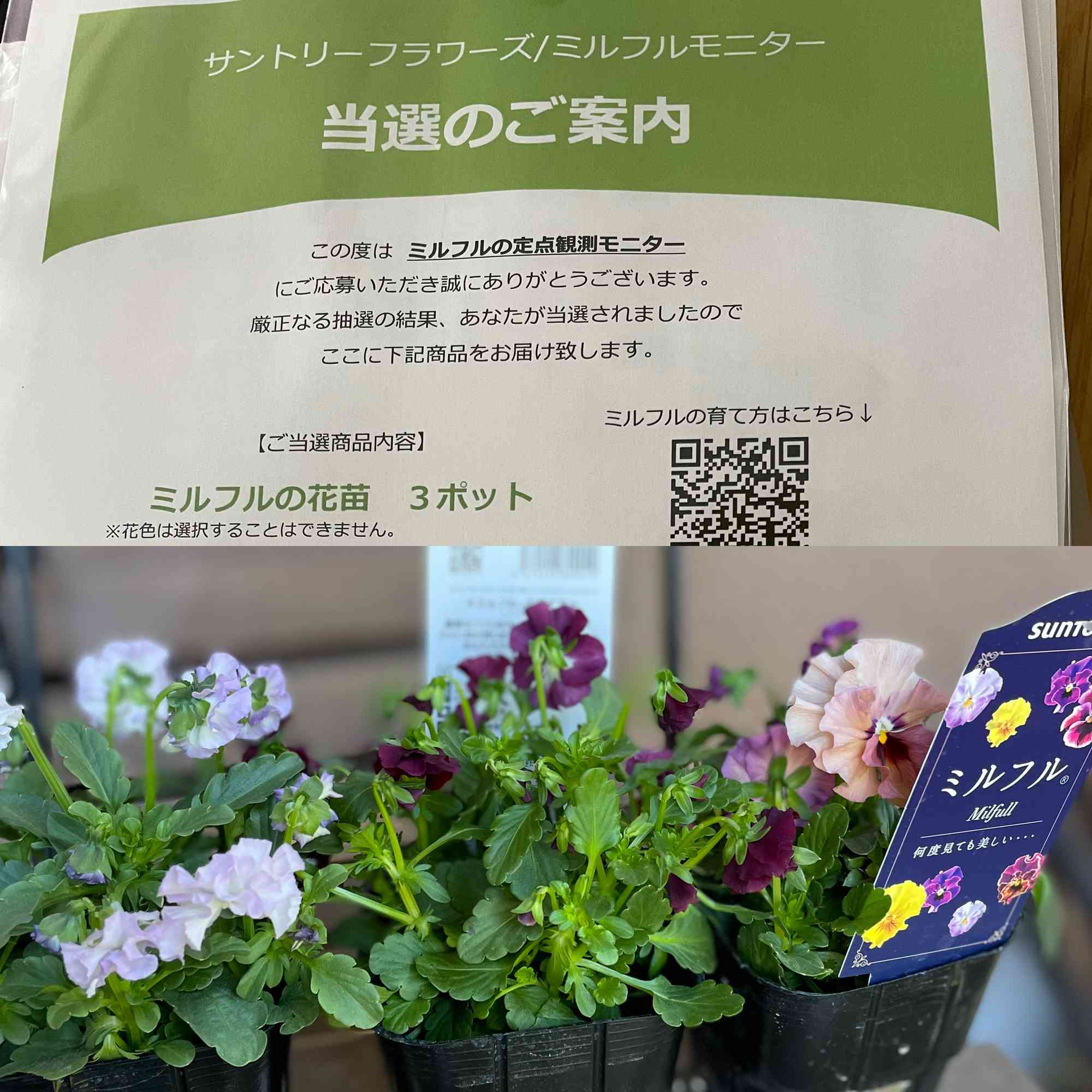 サントリー ミルフル定点観測モニター｜🍀GreenSnap（グリーンスナップ）