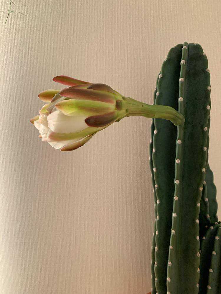 🌵柱サボテンの花🌵｜🍀GreenSnap（グリーンスナップ）