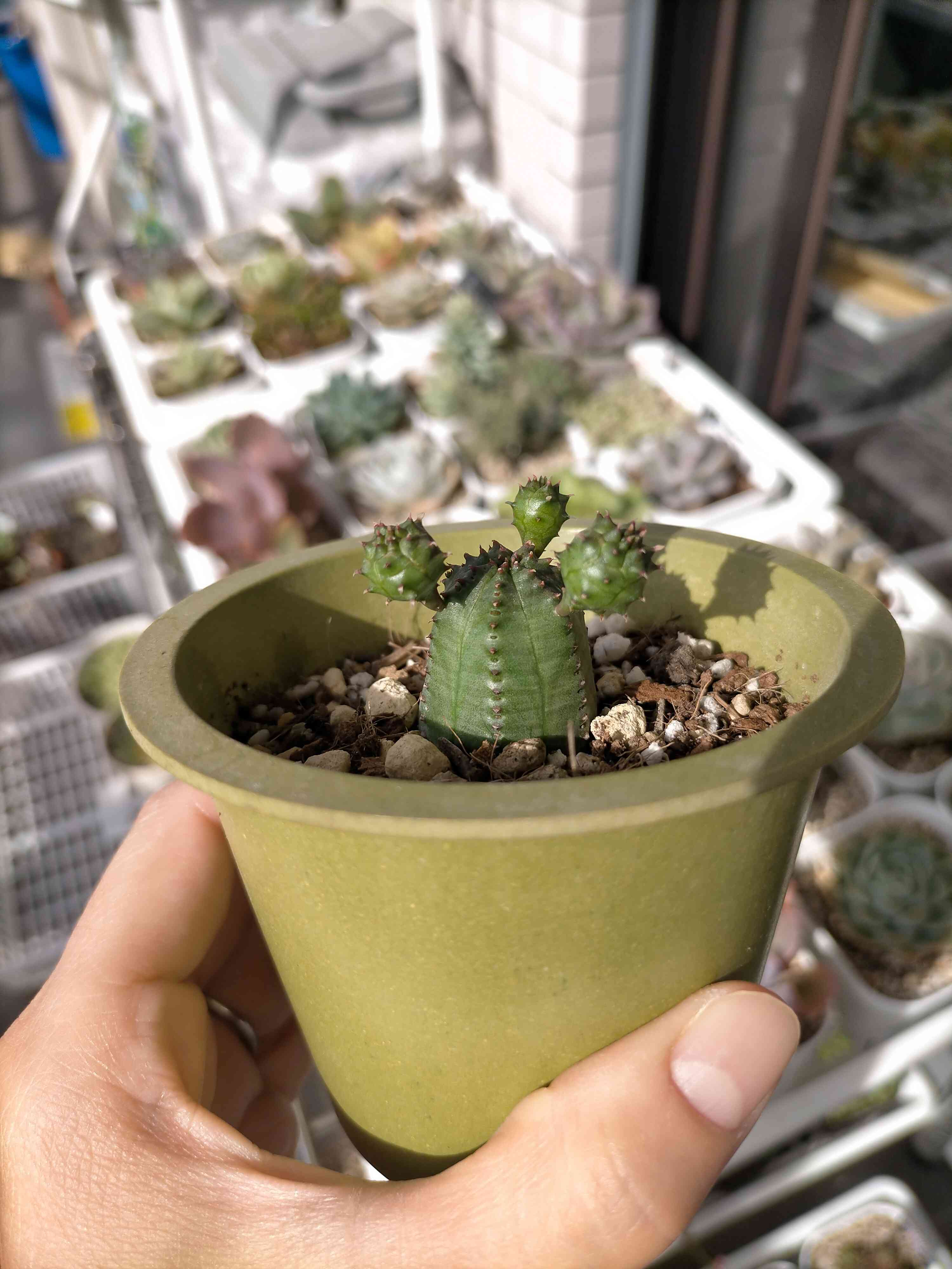 オベサ成長記｜🍀GreenSnap（グリーンスナップ）