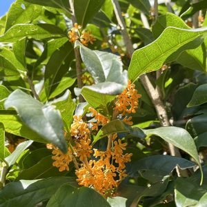 キンモクセイ,小さな花,黄色の花,植栽,木の花の画像