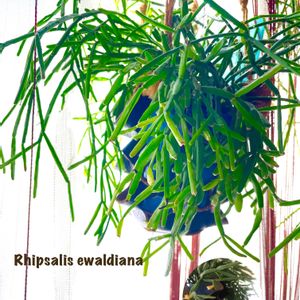 リプサリス エワルディアナ,多肉植物,観葉植物,可愛い,癒しの画像