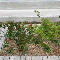 ヒメウツギの育て方 水やりや植え替えの時期 剪定方法は Greensnap グリーンスナップ