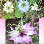 ニゲラの実の一覧 Greensnap グリーンスナップ