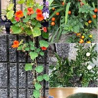 キンレンカ ナスタチウム の育て方 植え付け時期や増やし方は Greensnap グリーンスナップ キンレンカ ナスタチウム の育て方 植え付け時期や増やし方は Greensnap グリーンスナップ