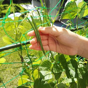 つるありいんげん,家庭菜園初心者,親子で菜園,小さな庭の画像