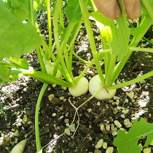 小かぶ,家庭菜園初心者,親子で菜園,小さな庭の画像