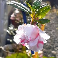 鳳仙花,ホウセンカ,ホウセンカ 鳳仙花,スマホ撮影,♡今日のお花♡の画像