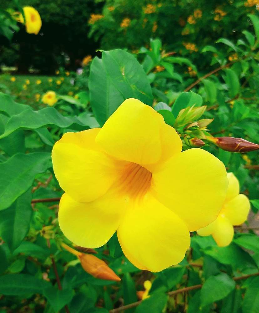 アラマンダの投稿画像 By くーちゃんさん お出かけ先と沖縄と黄色の花と月曜日にビタミンカラーと沖縄と黄色の花と月曜日にビタミンカラー 22月10月31日 Greensnap グリーンスナップ Greensnap グリーンスナップ