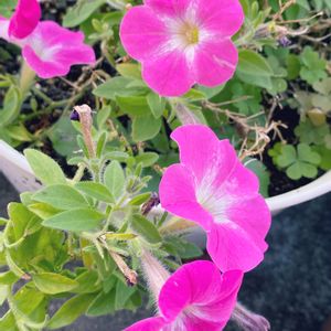 サフィニアブーケ小梅ちゃん,鉢植え,可愛い,花のある暮らし,サフィニアブーケの画像