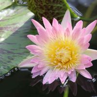熱帯スイレン,熱帯睡蓮　ディグロー,温室,神代植物公園,お出かけ先の画像