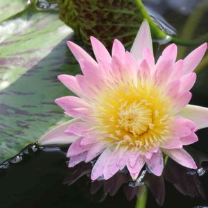 熱帯スイレン,熱帯睡蓮　ディグロー,温室,神代植物公園,お出かけ先の画像