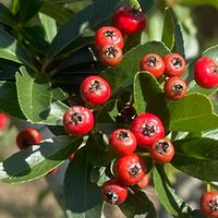 ピラカンサ,トキワサンザシ,山野草,樹木,バラ科の画像