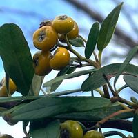 ピラカンサ,タチバナモドキ,山野草,樹木,バラ科の画像