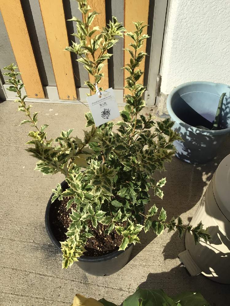 斑入りヒイラギの投稿画像 By かんたん横葺きさん 小さな庭と観葉植物と灌木と観葉植物と灌木 22月10月31日 Greensnap グリーンスナップ Greensnap グリーンスナップ