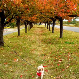 八重桜,no green no life,紅葉（こうよう）,秋ですね♪,わんこ散歩の画像