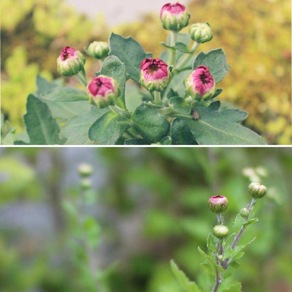 配送 蕾つき！クリサンセマム マウントオービスクの苗