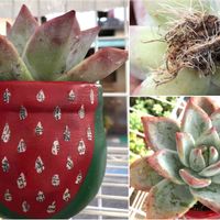 ポーラーベア,多肉植物,自作鉢,エケベリア属,癒しの画像