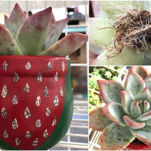 ポーラーベア,多肉植物,自作鉢,エケベリア属,癒しの画像