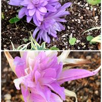 八重咲きコルチカム,コルチカム,花のある暮らし,我ら宮城県民,コラージュ仲間達の画像