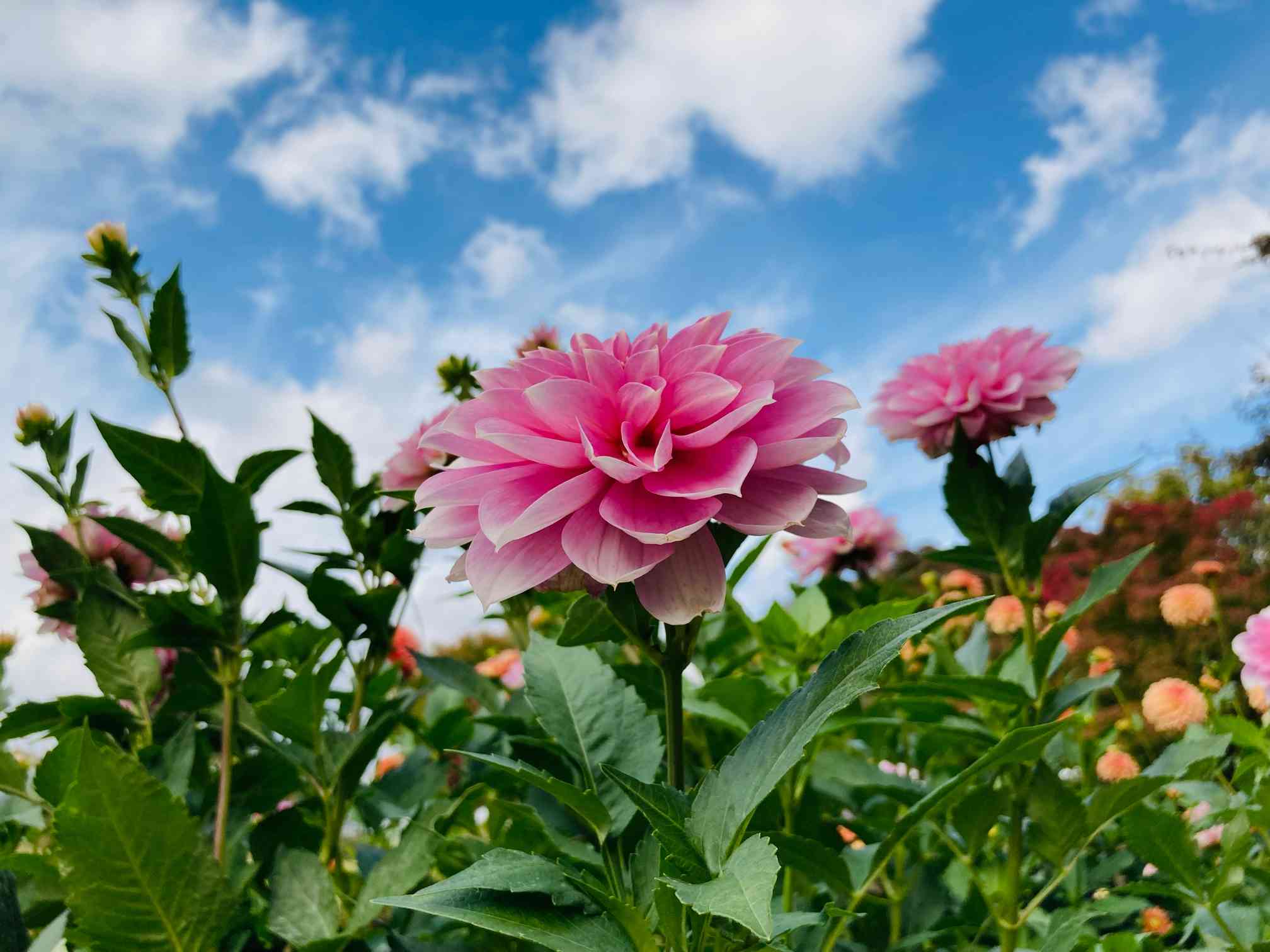 大田店です☁️ ダリア“金魚花火” from JA清水さん 両方とも夏の