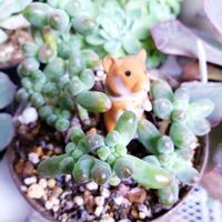乙女心,M's Succulent Memories,M's Succulent Memoriesの画像