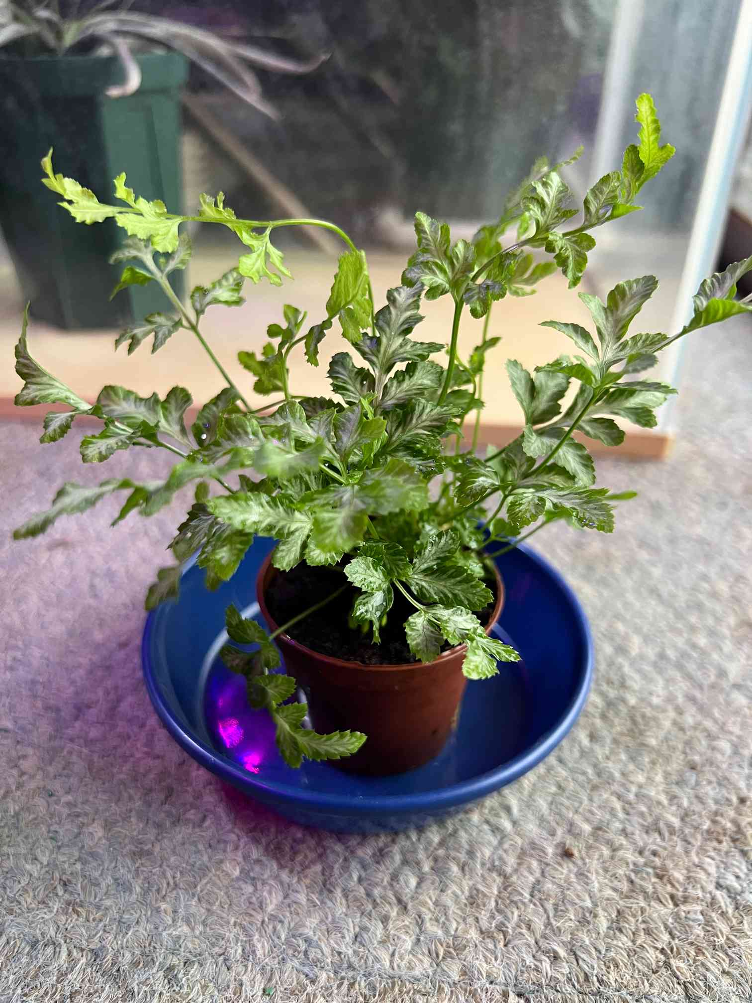 山野草】トキワシノブ 【特大株】 鉢ごと発送 【公式通販】