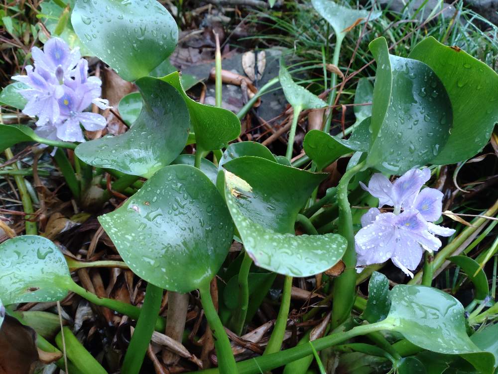 ホテイアオイの投稿画像 By たまさん 広い庭 22月11月1日 Greensnap グリーンスナップ Greensnap グリーンスナップ