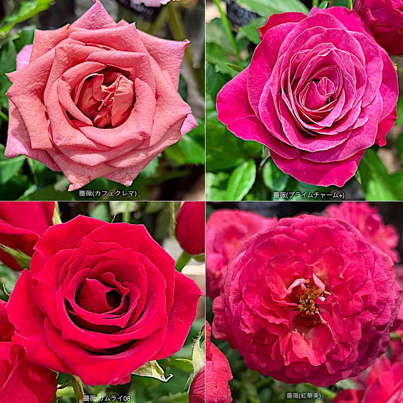 お出かけ先の投稿画像 by カタバミさん｜薔薇(サムライ08)と薔薇