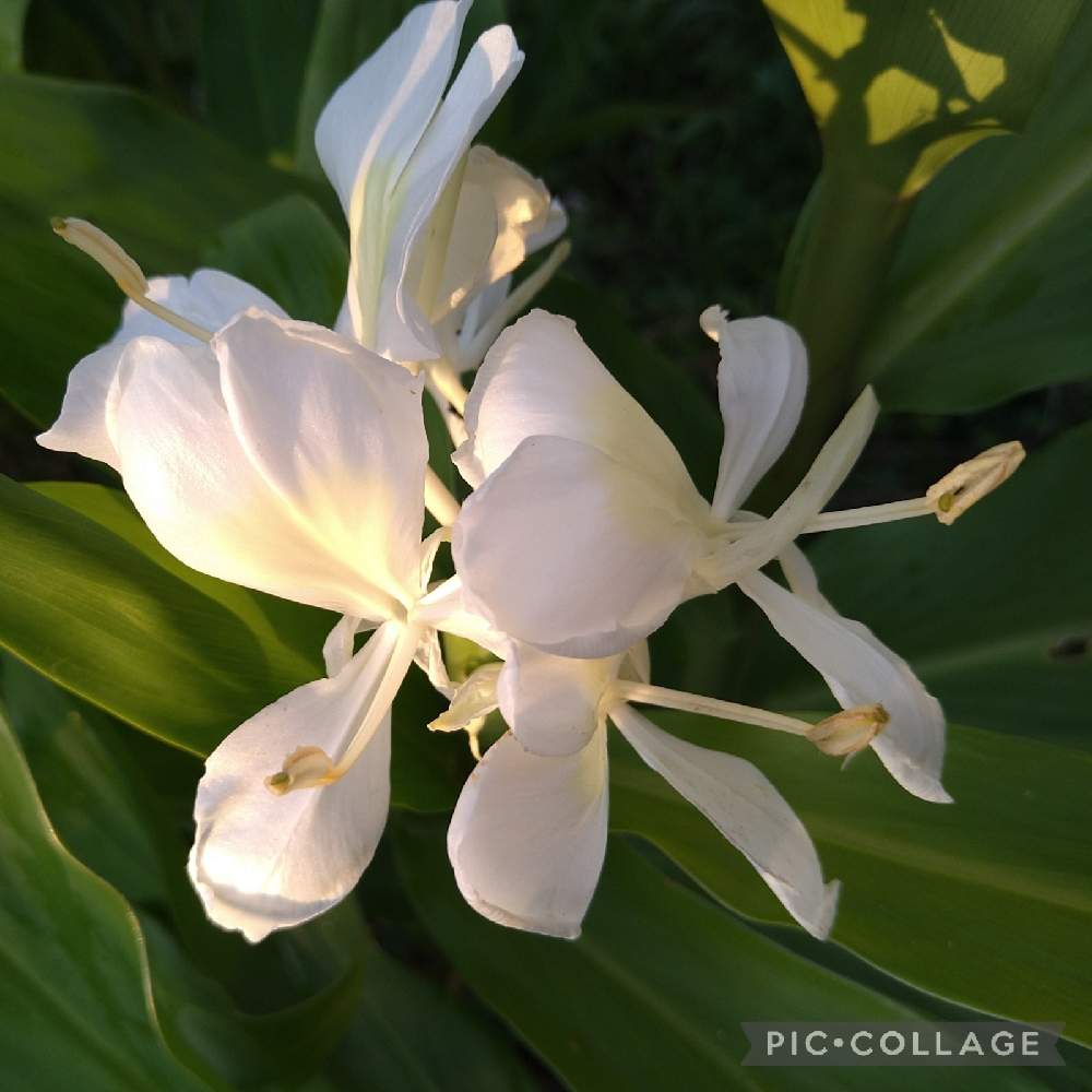 ハナシュクシャの投稿画像 By Flowerloveさん ハナシュクシャ 花縮砂 とジンジャーリリーとお出かけ先とジンジャーリリー とジンジャー リリーとハナシュクシャ とジンジャーリリー とジンジャー リリーとハナシュクシャ 22月11月2日 Greensnap グリーン