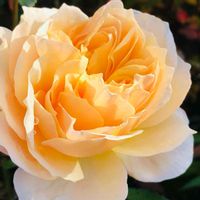 バラ,イングリッシュローズ,バラ イングリッシュ ガーデン,ビタミンカラー,北海道の画像