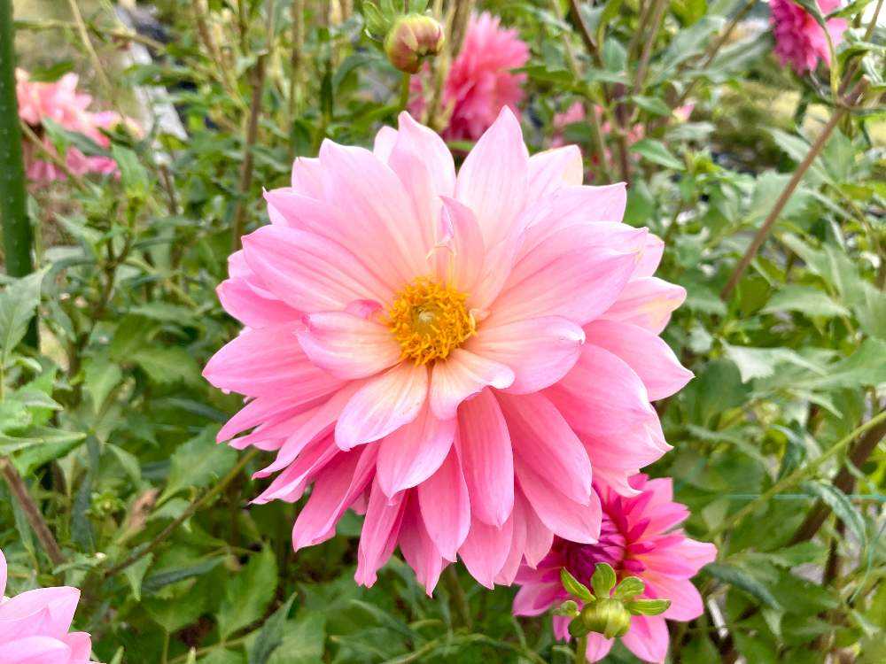 ダリア🌸 大曲の花火ダリア🎆｜🍀GreenSnap（グリーンスナップ）