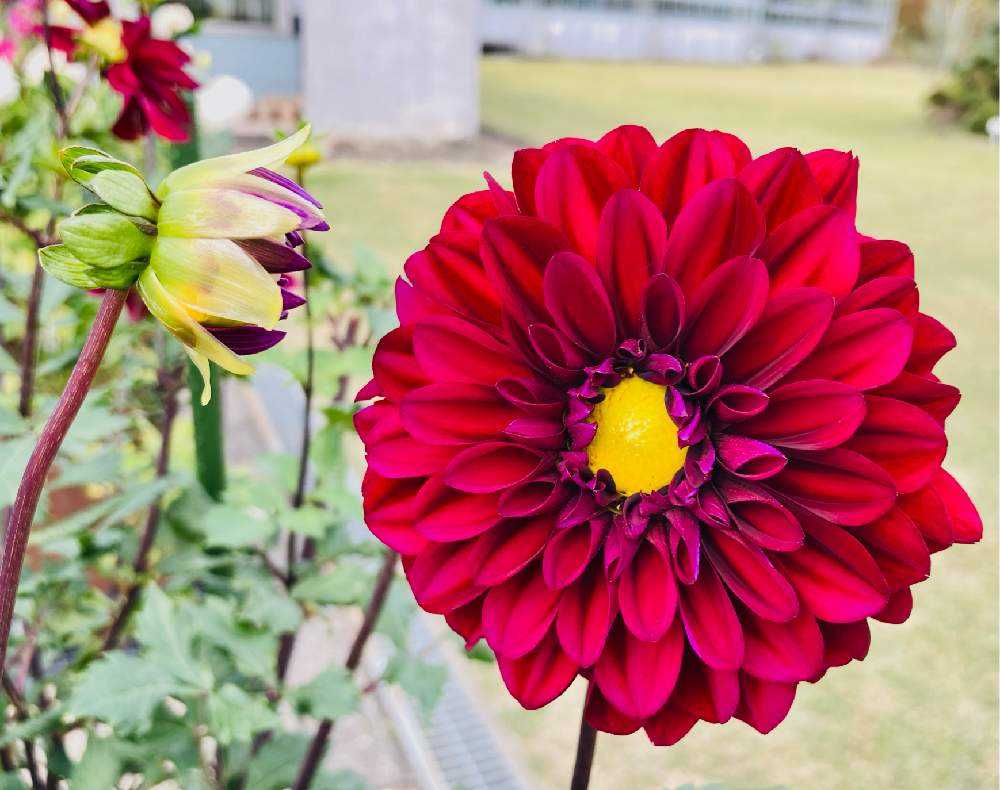 ダリア🌸 大曲の花火ダリア🎆｜🍀GreenSnap（グリーンスナップ）