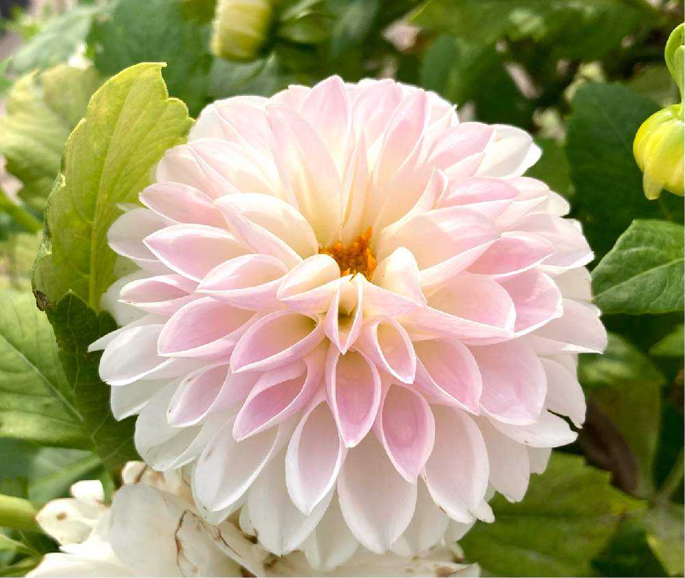 【予約販売品】 ダリア🌸 大曲の花火ダリア🎆｜🍀GreenSnap（グリーンスナップ） 絵画