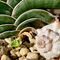 King of Sansevieria Rorida,King of Sansevieria Rorida Baby,和室の画像